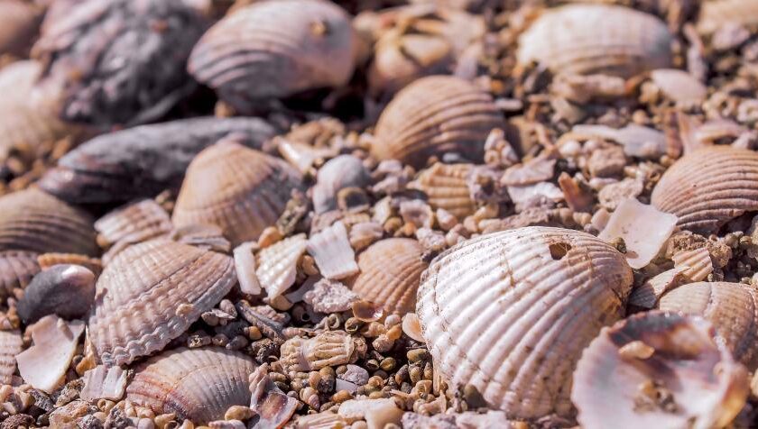 Seashell Identification Guide Collect Identify Preserve Coastal Treasures
